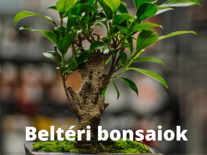 Bonsai Hungary