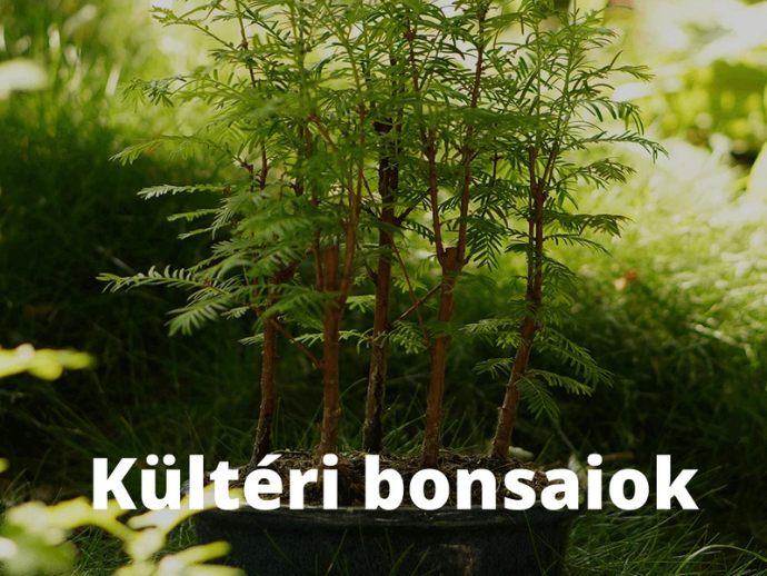 Bonsai Hungary