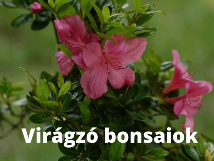 Bonsai Hungary