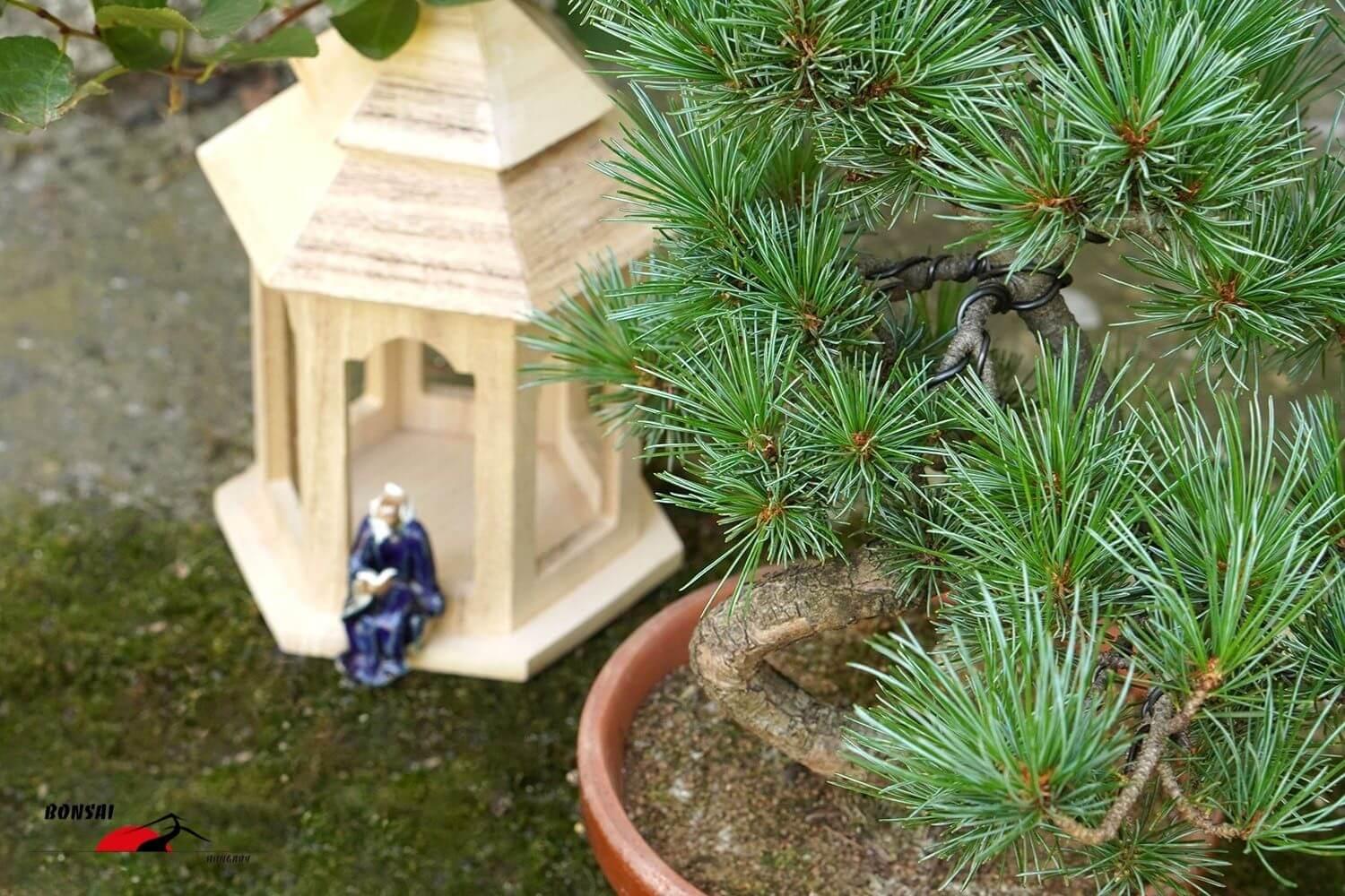 Pinus parviflora (Japán selyemfenyő) bonsai