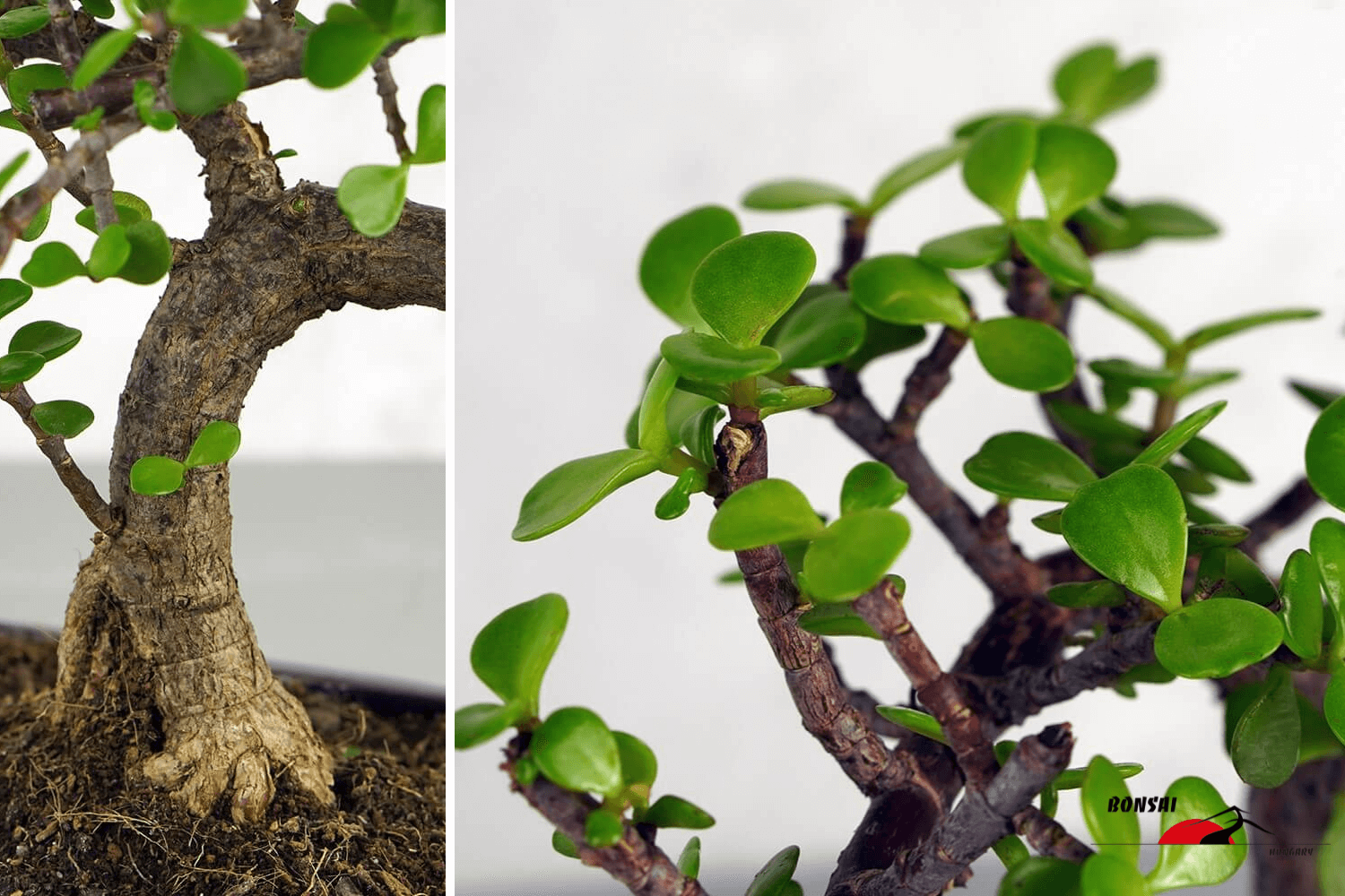 Portulacaria afra (Japán pénzfa) bonsai - Bonsai Hungary