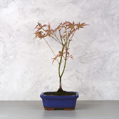Acer (Juhar) bonsai