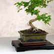 Bonsai asztal - fekete