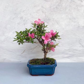 Rhododendron (Azálea) - hajlított törzsű, 15 cm