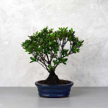 Rhododendron (Azálea) - egyenes törzsű, 16 cm