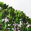 Rhododendron (Azálea) - egyenes törzsű, 16 cm