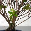 Rhododendron (Azálea) - egyenes törzsű, 16 cm