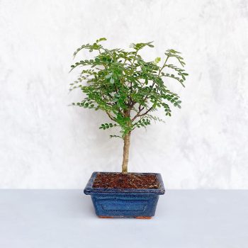 Zanthoxylum piperitum (Borsfa) bonsai