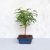 Zanthoxylum piperitum (Borsfa) bonsai