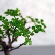 Zanthoxylum piperitum (Borsfa) bonsai
