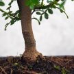 Zanthoxylum piperitum (Borsfa) bonsai