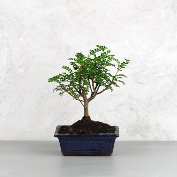 Zanthoxylum piperitum (Borsfa) bonsai