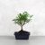 Zanthoxylum piperitum (Borsfa) bonsai