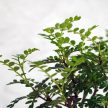 Zanthoxylum piperitum (Borsfa) bonsai