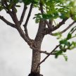 Zanthoxylum piperitum (Borsfa) bonsai