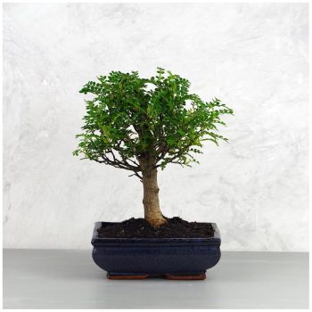Zanthoxylum piperitum (Borsfa) bonsai