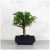 Zanthoxylum piperitum (Borsfa) bonsai