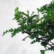 Zanthoxylum piperitum (Borsfa) bonsai