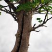 Zanthoxylum piperitum (Borsfa) bonsai
