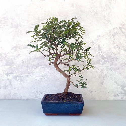 Zanthoxylum piperitum (Borsfa) bonsai