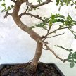 Zanthoxylum piperitum (Borsfa) bonsai