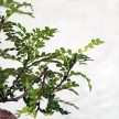 Zanthoxylum piperitum (Borsfa) bonsai