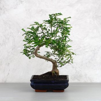 Zanthoxylum piperitum (Borsfa) bonsai
