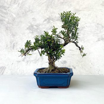 Buxus (Puszpáng) bonsai