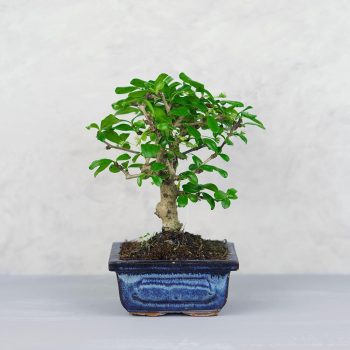 Carmona (Borágófa) bonsai
