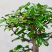 Carmona (Borágófa) bonsai