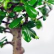 Carmona (Borágófa) bonsai