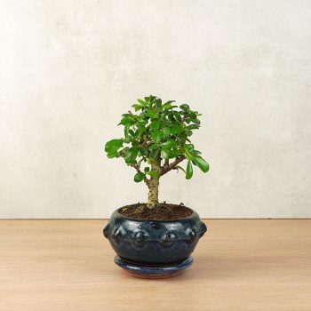 Carmona (Borágófa) bonsai