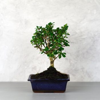 Carmona (Borágófa) bonsai