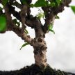 Carmona (Borágófa) bonsai