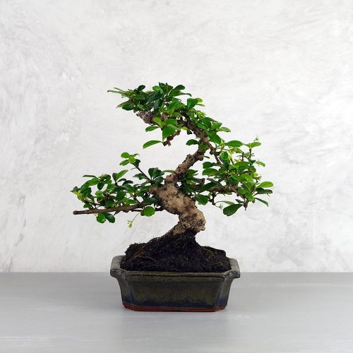 Carmona (Borágófa) bonsai
