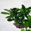 Carmona (Borágófa) bonsai