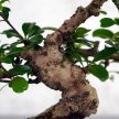 Carmona (Borágófa) bonsai