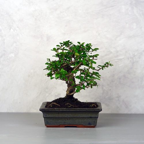 Carmona (Borágófa) bonsai