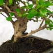 Carmona (Borágófa) bonsai