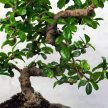 Carmona (Borágófa) bonsai