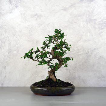 Carmona (Borágófa) bonsai