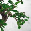 Carmona (Borágófa) bonsai