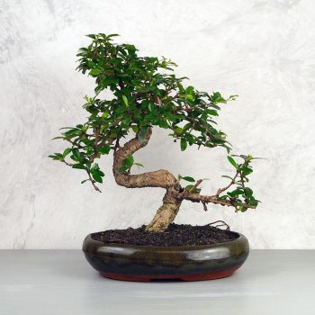 Carmona (Borágófa) bonsai