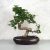 Carmona (Borágófa) bonsai