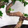 Carmona (Borágófa) bonsai