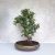 Carmona (Borágófa) bonsai