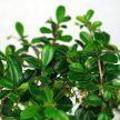 Carmona (Borágófa) bonsai