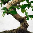 Carmona (Borágófa) bonsai