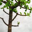 Portulacaria afra (Japán pénzfa) bonsai