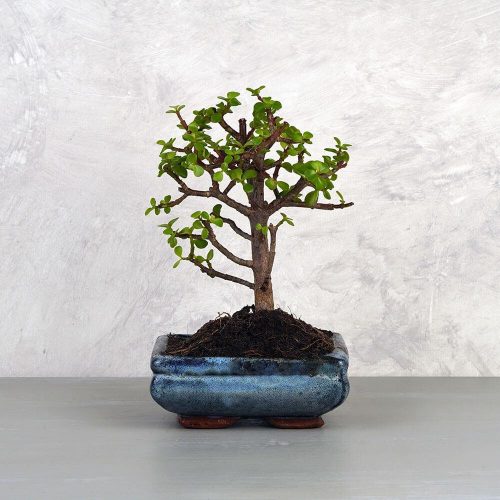 Portulacaria afra (Japán pénzfa) bonsai
